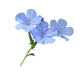 white plumbago or cape leadwort flower. close up small blue flower bouquet isolated on transparent b