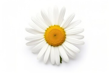 Wall Mural - Common daisy isolated on white background.