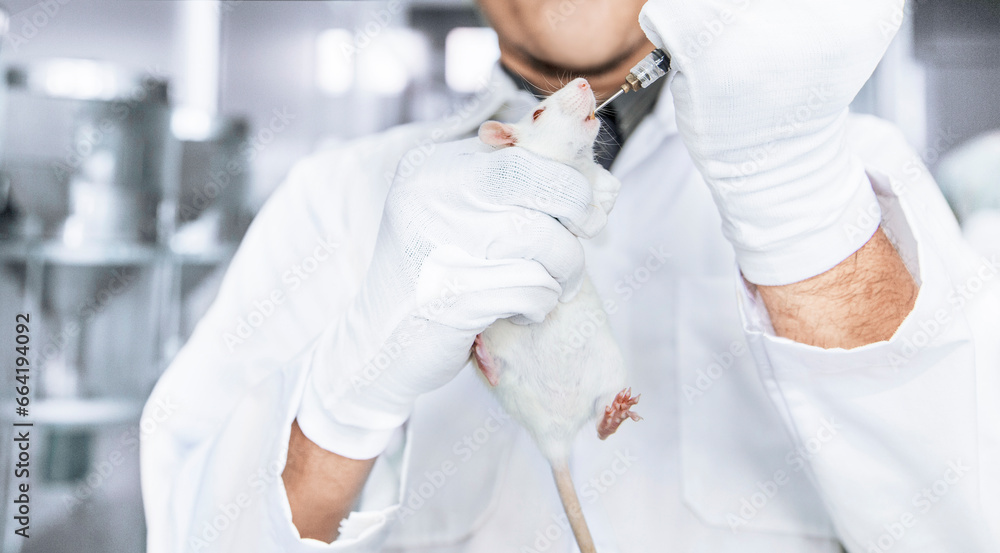 Research staff are injecting the mouse into animals, Experimental ...