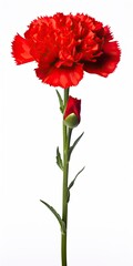 Wall Mural - Red Carnation isolated on white background.