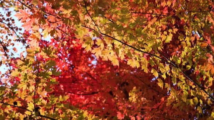 Wall Mural - Leaves turn red on the trees in autumn