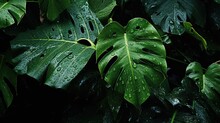  A Large Green Leaf With Water Droplets On It's Leaves.  Generative Ai