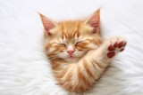 Fototapeta Koty - Red kitten, cat sleeping cute on white fur.