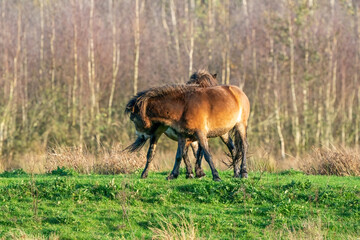 Wall Mural - Two fighting wild brown Exmoor ponies, against a forest and reed background. Biting, rearing and hitting. autumn colors in winter. The Netherlands. Selective focus,fight, two animals.