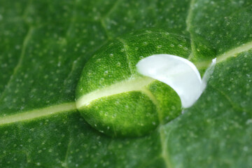 Wall Mural - Water drop on green leaf as background, macro view