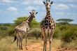 Two giraffes in the savanna of Kenya, Africa, Giraffe and Plains zebra in Kruger National park, South Africa, AI Generated