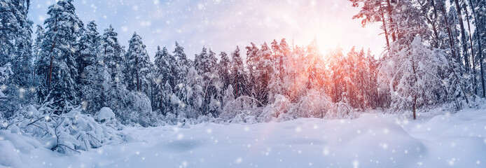 Canvas Print - Beautiful snowfall in spruce forest on the morning