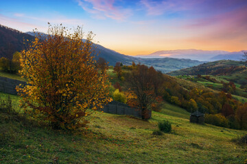 Wall Mural - trees on the rolling hills of mountainous countryside landscape at sunrise. scenery of carpathian ru