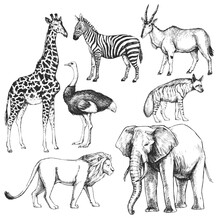 Vector Hand-drawn Set Of Animals Of The Africa In The Style Of Engraving. A Collection Of Biological Sketches, Isolated On White.