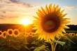 a sunflower in a field turning toward the sun, positivity