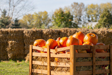 Wall Mural - orange pumpkins on farm in sunny autumn day