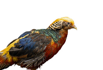 Wall Mural - Close-up of Golden Pheasant. This bird is male. It is a bird with a golden crest. Transparent background PNG file.