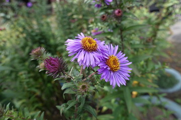 Wall Mural - Closeup of two purple flowers of Symphyotrichum novae-angliae in September