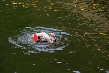 Wall Mural - Pink flamingo in the water. The flamingo has water drops on it.