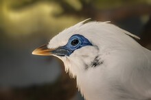 Close-up Shot Of A Bali Myna Bird.
