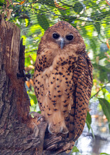 Pel's Fishing Owl (Scotopelia Peli) Outdoors