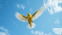 A Yellow Bird In Flight, Its Wings Outstretched, Against A Clear Blue Sky.