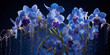 Rare blue Vanda orchids, studio setting, multiple exposure, dream - like atmosphere