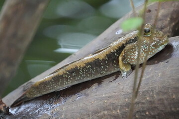 Poster - Mudskippers are a unique and fascinating group of fish that belong to the family Gobiidae and the subfamily Oxudercinae. |彈塗魚|大彈塗魚