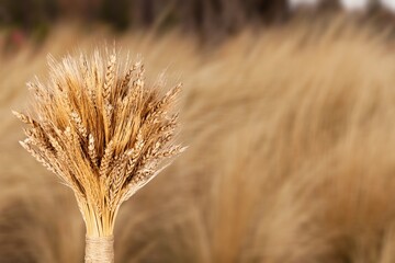 Wall Mural - Bunch of golden weat at the field harvest background.