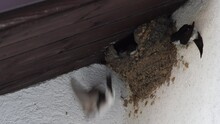 Under A Brown Roof On A White Wall, House Martins Nurture Their Young.