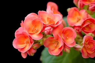 Wall Mural - Kalanchoe Blossfeldiana.