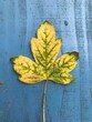 Gelbes Ahornblatt auf blauem Holz