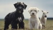 Puppies of a giant schnauzer and a white goatling
