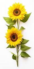 Wall Mural - Sunflowers isolated on white background.