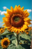 Fototapeta Do pokoju - Sunflower field with blue sky background. Sunflower blooming in summer.