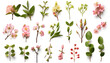Beautiful Bulgarian flowers and nature elements, set of various types of Jerusalem thorn and Large-leaved lime, Common centaury, isolated on white background 