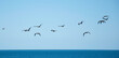 group of birds flying in the sea