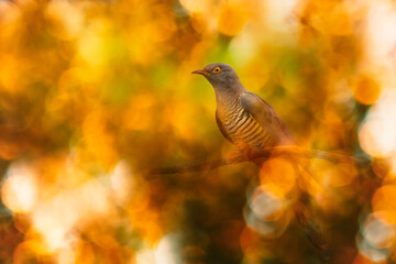 Wall Mural - Cuckoo. Bird photo in an impressive background. Colorful bokeh background.