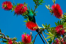 Amidst The Flowers.. A Male Malachite Sunbird (Nectarina Famosa), Surrounded By Bottlebrush Flowers, Probes For Nectar.