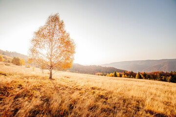 Fototapete - Majestic birches in sunny beams at magical valley.