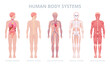 © GreenSkyStudio - Cartoon human body systems. Internal organs, blood, muscular system and skeleton, medical anatomy infographic flat vector illustration set. Human anatomy scheme