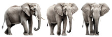 Set Of Elephants Cut Out