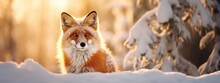 Beautiful Vulpes Fox Against The Backdrop Of A Snowy Winter Forest With A Bushy Tail, Hunting In The Freshly Fallen Snow In The Park. Wild Forest Animals.