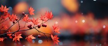 A Stylish Web Banner Design For The Fall Season And Year-end Celebrations, Highlighting The Beauty Of Red And Yellow Maple Leaves Amidst Soft Focus Light And Bokeh.
