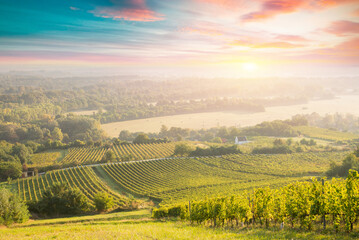 Wall Mural - Bolgheri and Castagneto vineyards sunrise backlight in the morning. Maremma Tuscany, Italy, Europe. High quality photo