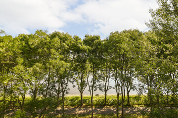  some trees in the middle of a grassy area with blue sky and white clouds above them, on a sunny day