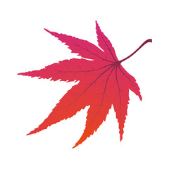 Poster - Maple Autumn Leaf