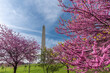 Washington monument on the National Mall in Washington, D.C, USA and Colorful Cherry blossom trees in spring