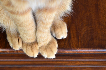 Wall Mural - Ginger cat paws. Tabby cat sitting on wood table.  Pet feet closeup. Feline sitting at home. Orange cat photo. 