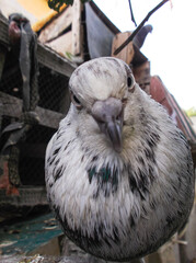 Wall Mural - White pigeon close up portrait, animal domestic bird