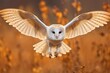 Barn owl flying with wings wide open.