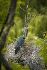 Wall Mural - Ashen Egret sitting on the branch in the zoo. A bird in a pond.