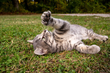 Poster - Cure gray tabby kitten laying in the grass in a yard in summer