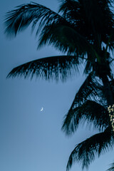 Wall Mural - palm tree silhouette tropical moon 