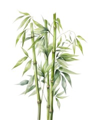  Watercolor bamboo clipart isolated on white background.